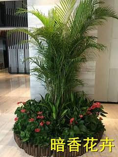 杭州綠化新風尚 植物、花卉租賃引領環保與美觀生活