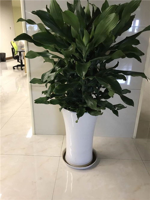 青浦區與浦東新區綠植租賃及養護服務指南 聯系電話與費用解析